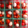 CSA share 2010