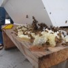 Topbar hive 2010