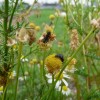 beesonflower