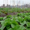 cabbage