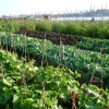 Rooftop Crops!