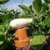 eggplant