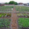farm-from-west