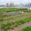 rainbowcrops