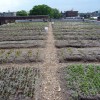 rows