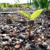 sprout