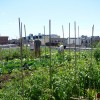 sunnywork
