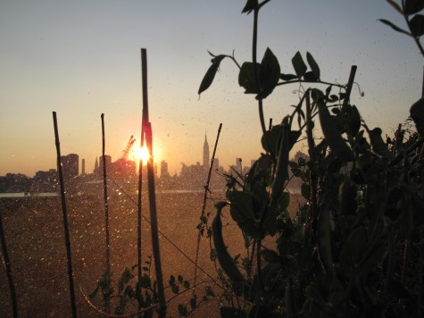 Hot peas, early July